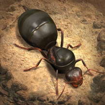 小小蚁国国际服(The Ants)